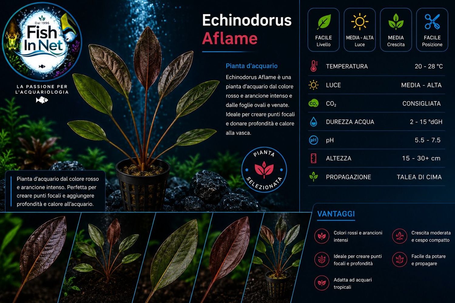 Echinodorus Aflame Echinodorus Aflame