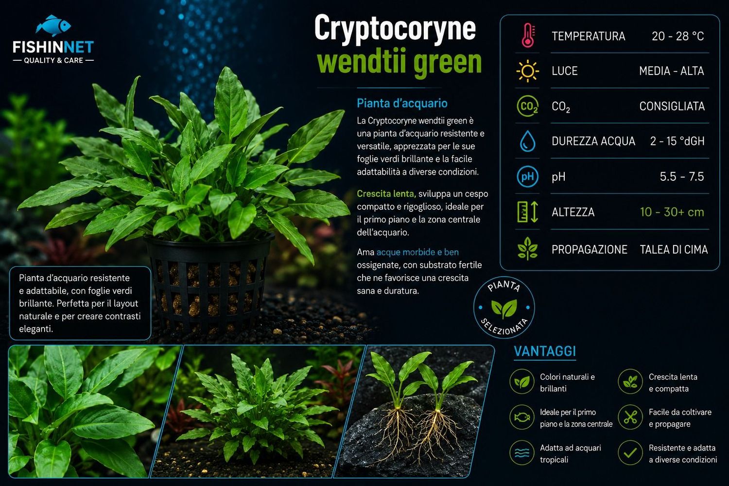Cryptocoryne wendtii green Cryptocoryne wendtii green