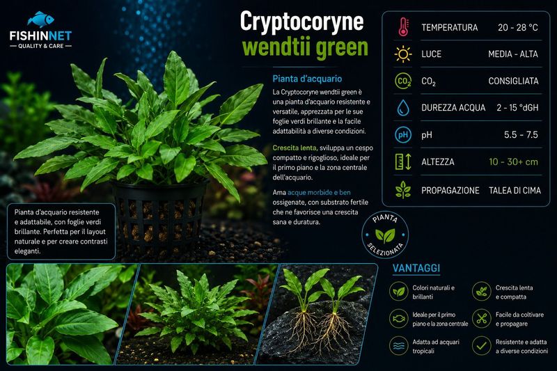 Cryptocoryne wendtii green