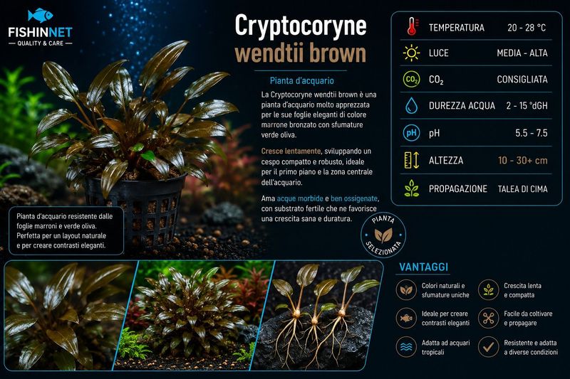 Cryptocoryne wendtii brown