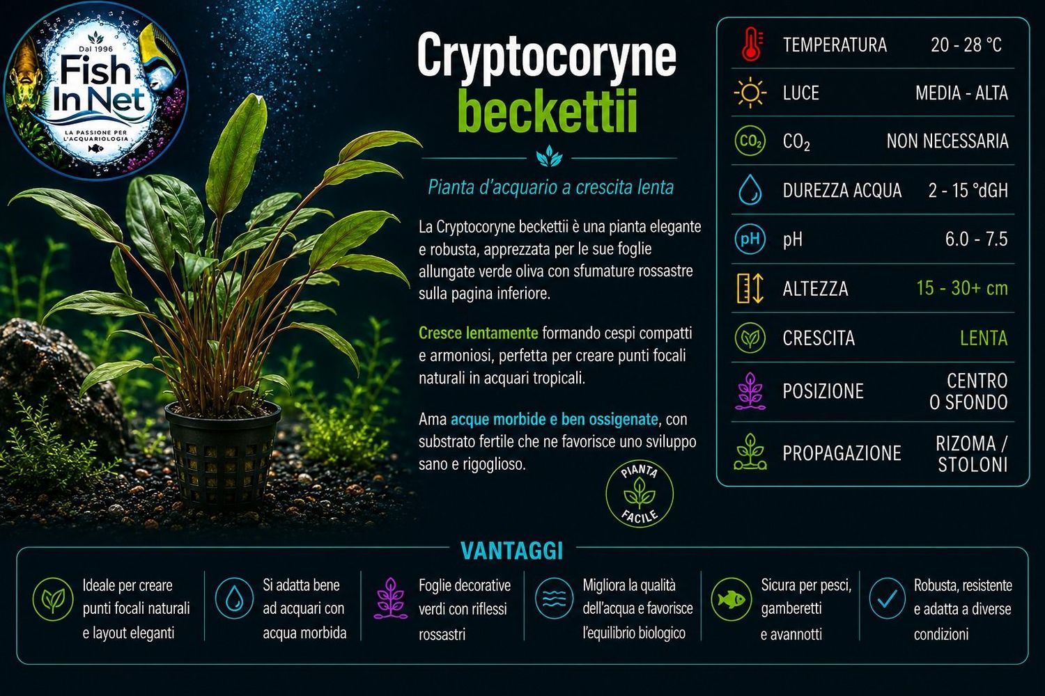 Cryptocoryne beckettii Cryptocoryne beckettii