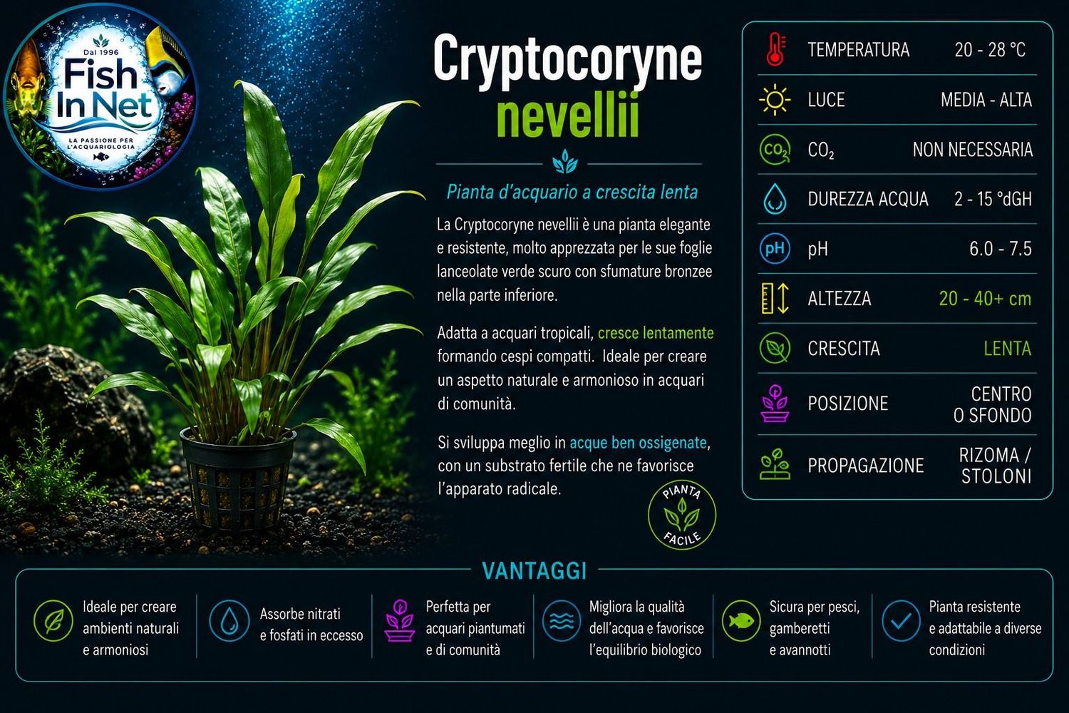 Cryptocoryne nevellii