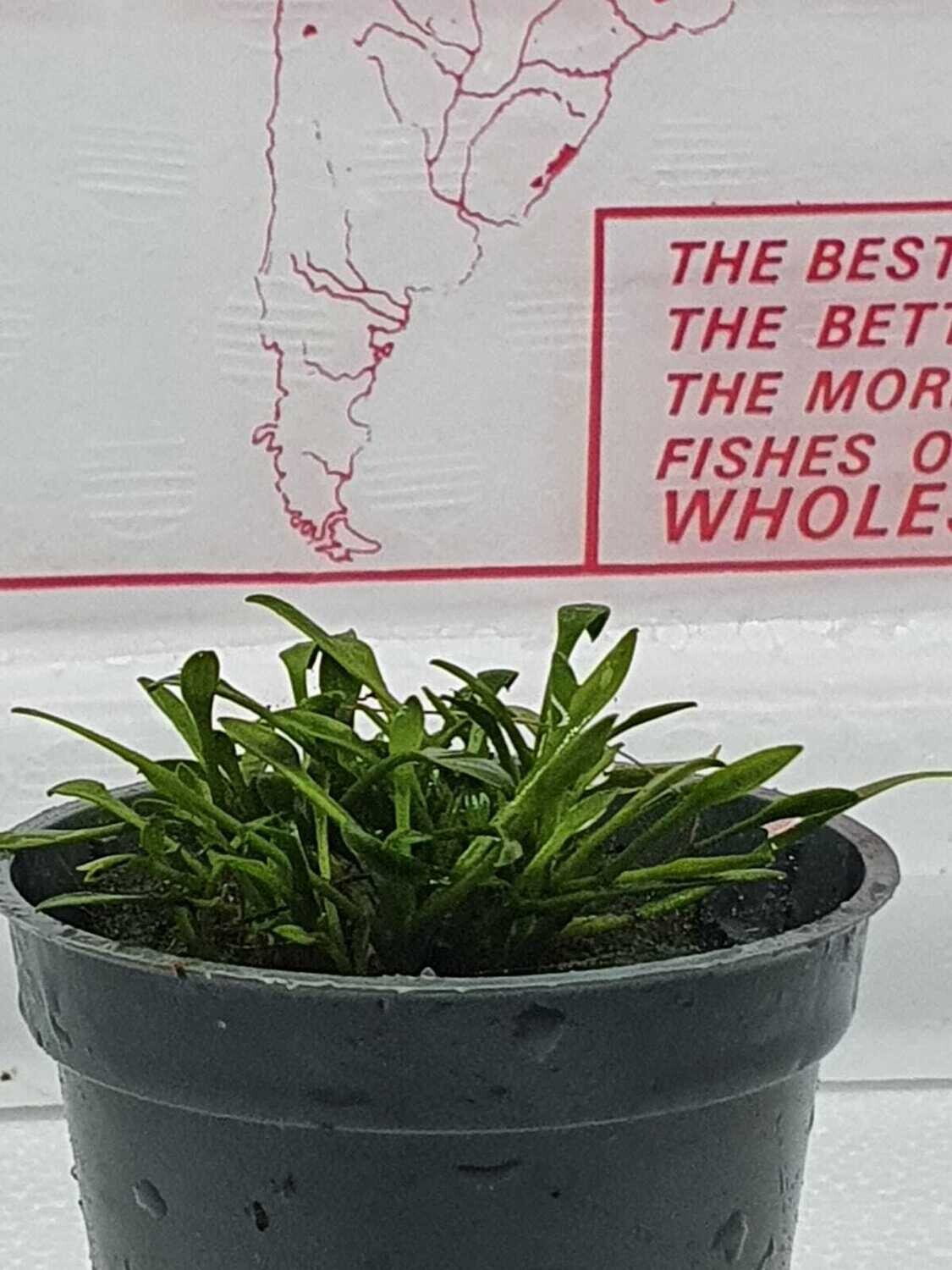 Cryptocoryne parva Cryptocoryne parva