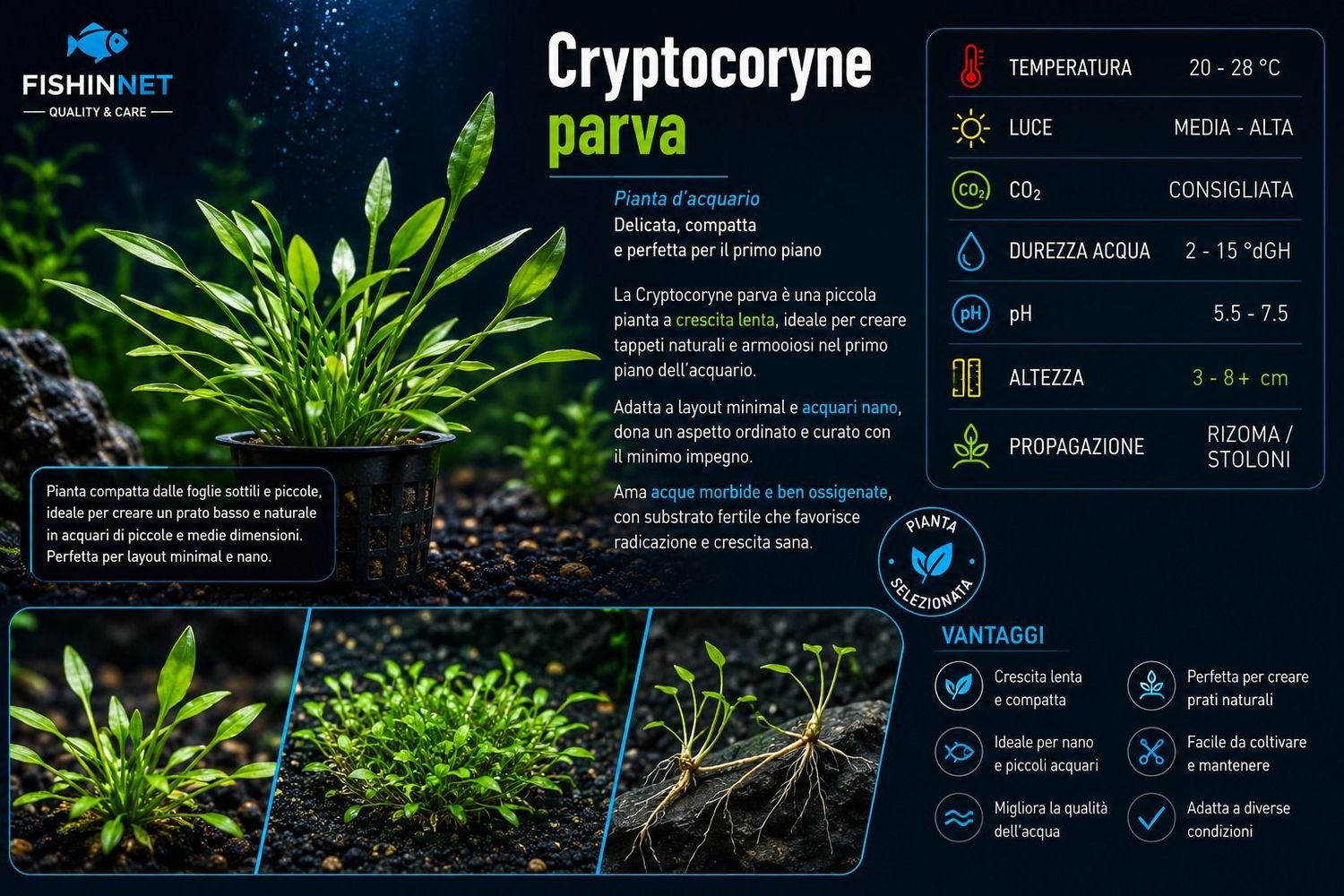 Cryptocoryne parva Cryptocoryne parva
