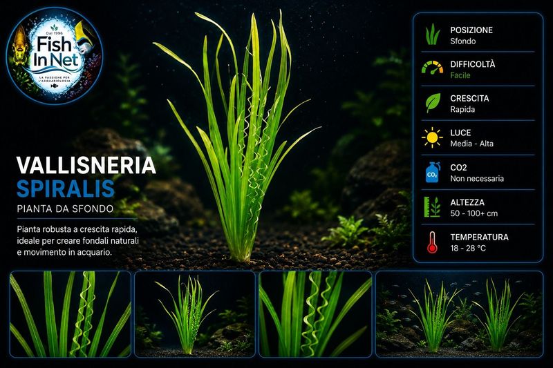 Vallisneria spiralis