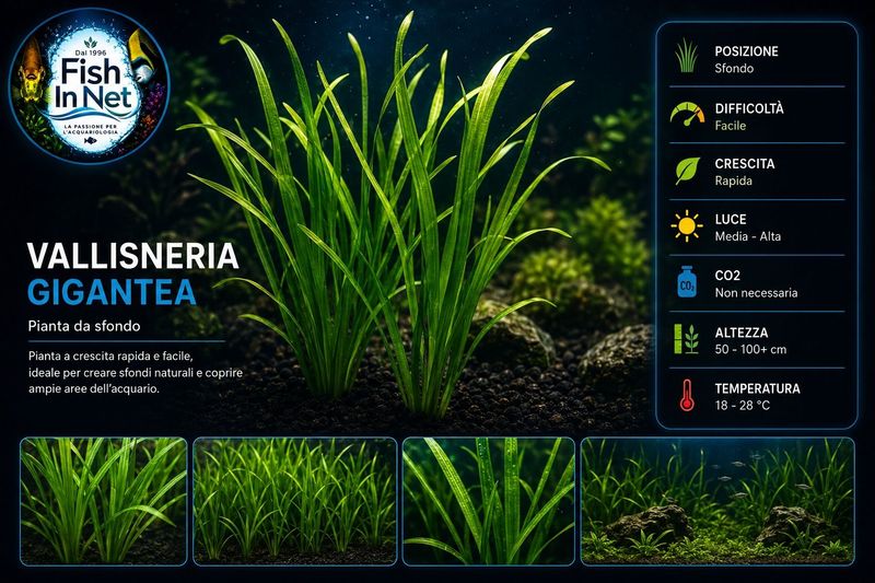 Vallisneria gigantea