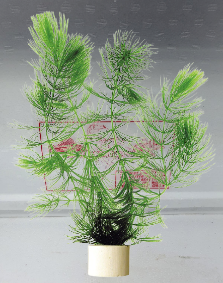 Ceratophyllum sp. hoornblad