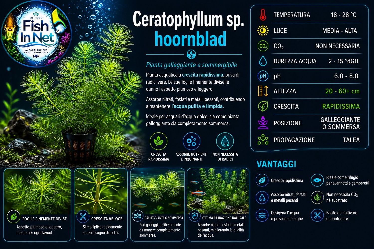 Ceratophyllum sp. hoornblad Ceratophyllum sp. hoornblad