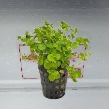 Bacopa Australis