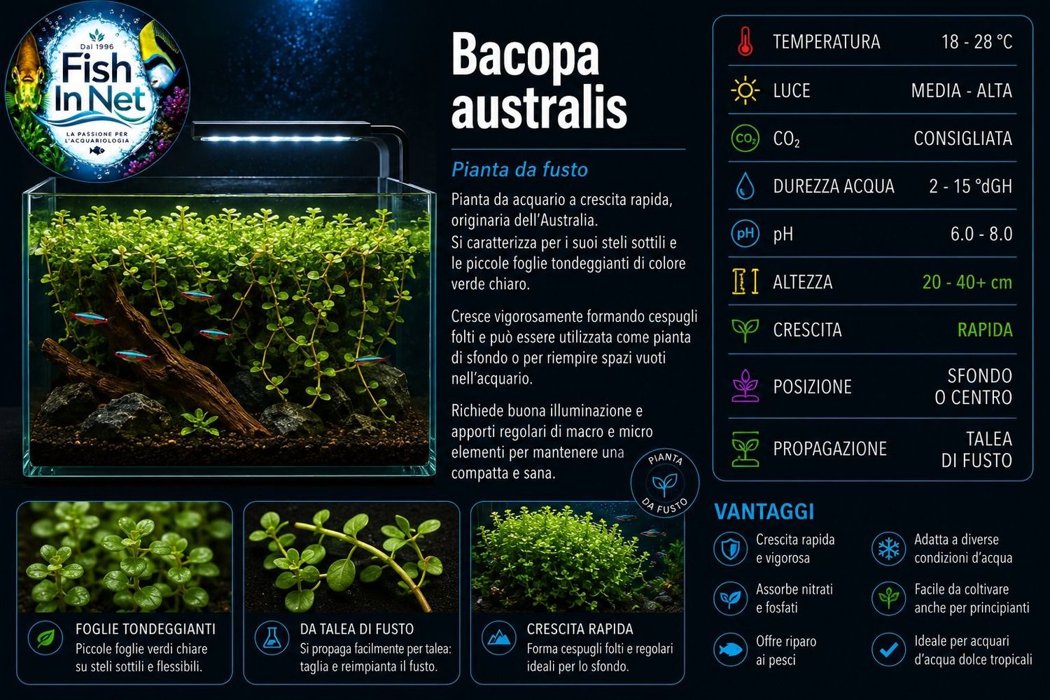 Bacopa Australis Bacopa Australis