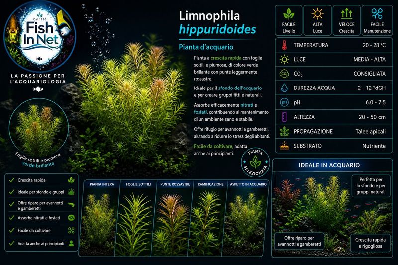 LIMNOPHILA HIPPURIDOIDES