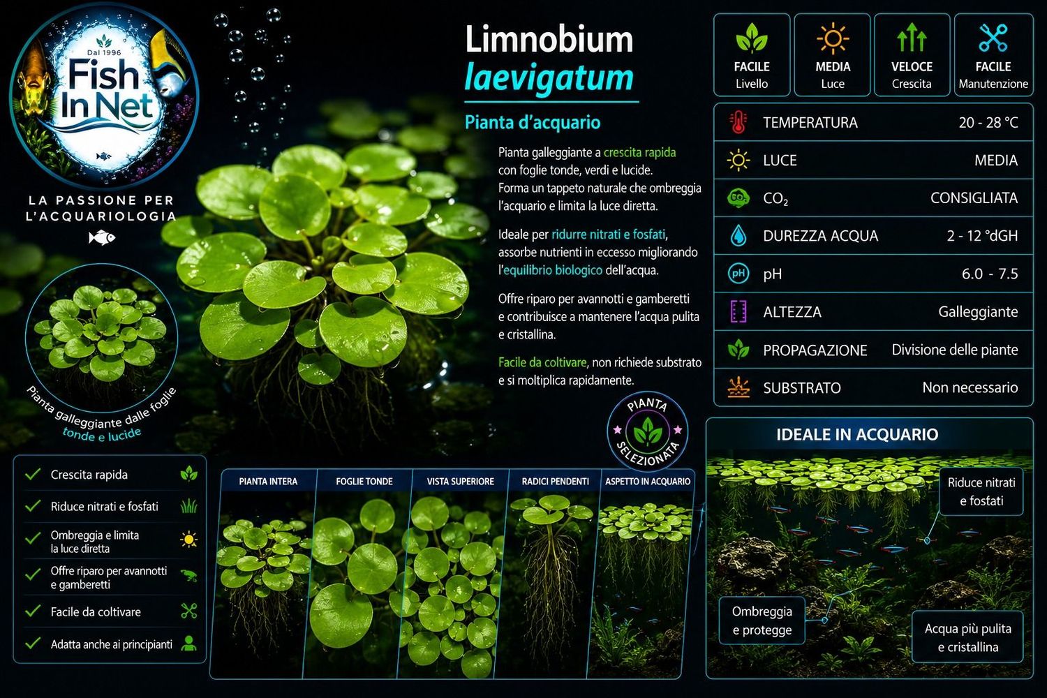 LIMNOBIUM LAEVIGATUM - porzione