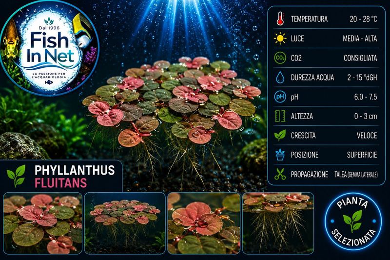 PHYLLANTHUS FLUITANS