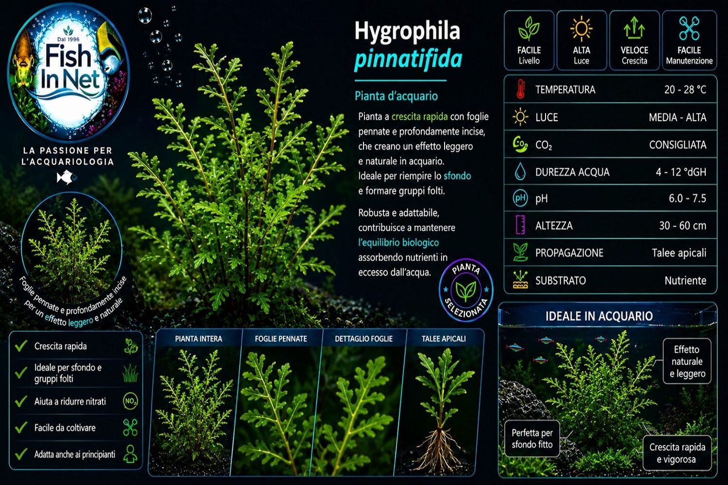 Hygrophila pinnatifida Hygrophila pinnatifida