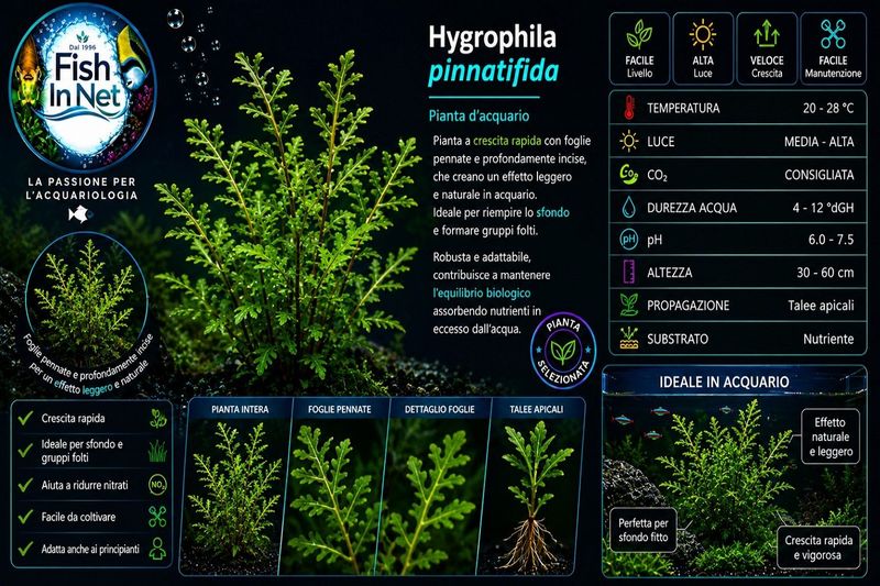 Hygrophila pinnatifida