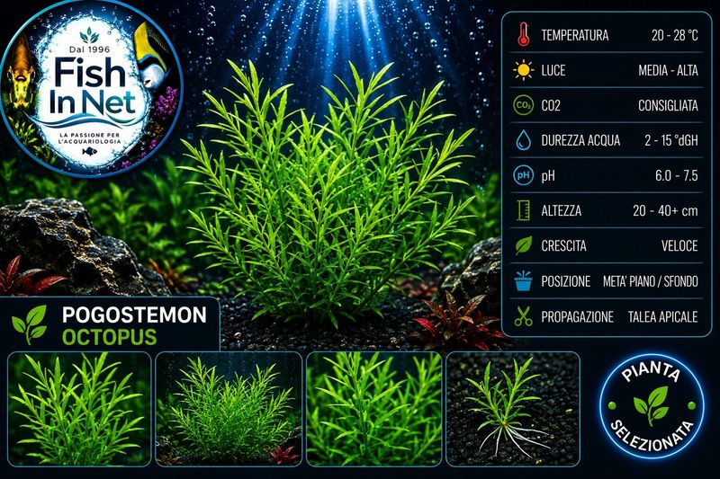 POGOSTEMON OCTOPUS