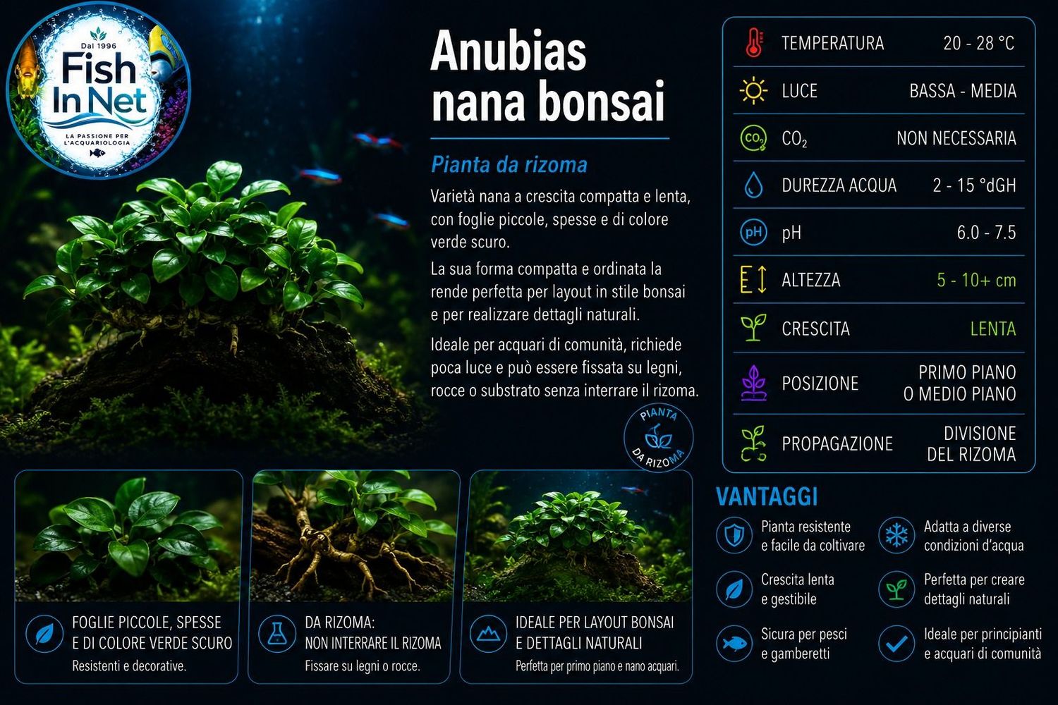Anubias nana bonsai Anubias nana bonsai