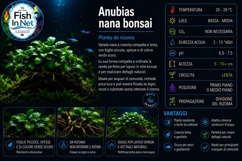 Anubias nana bonsai