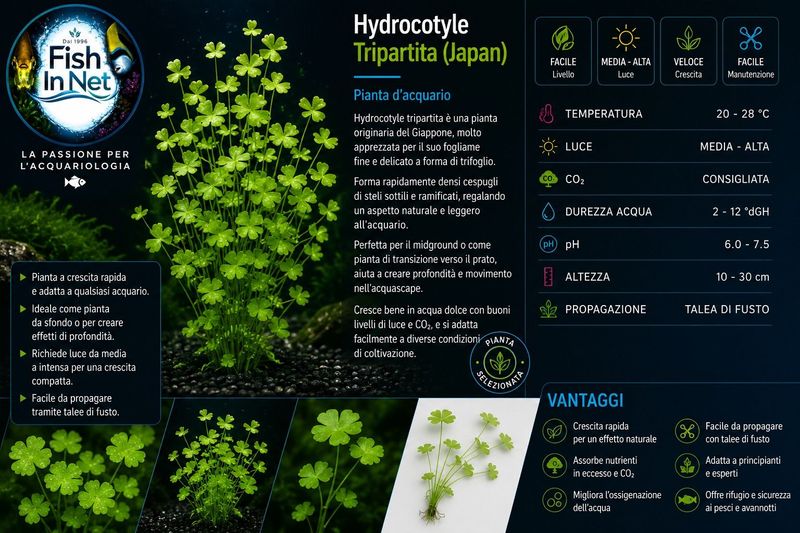 Hydrocotyle Tripartita (Japan)