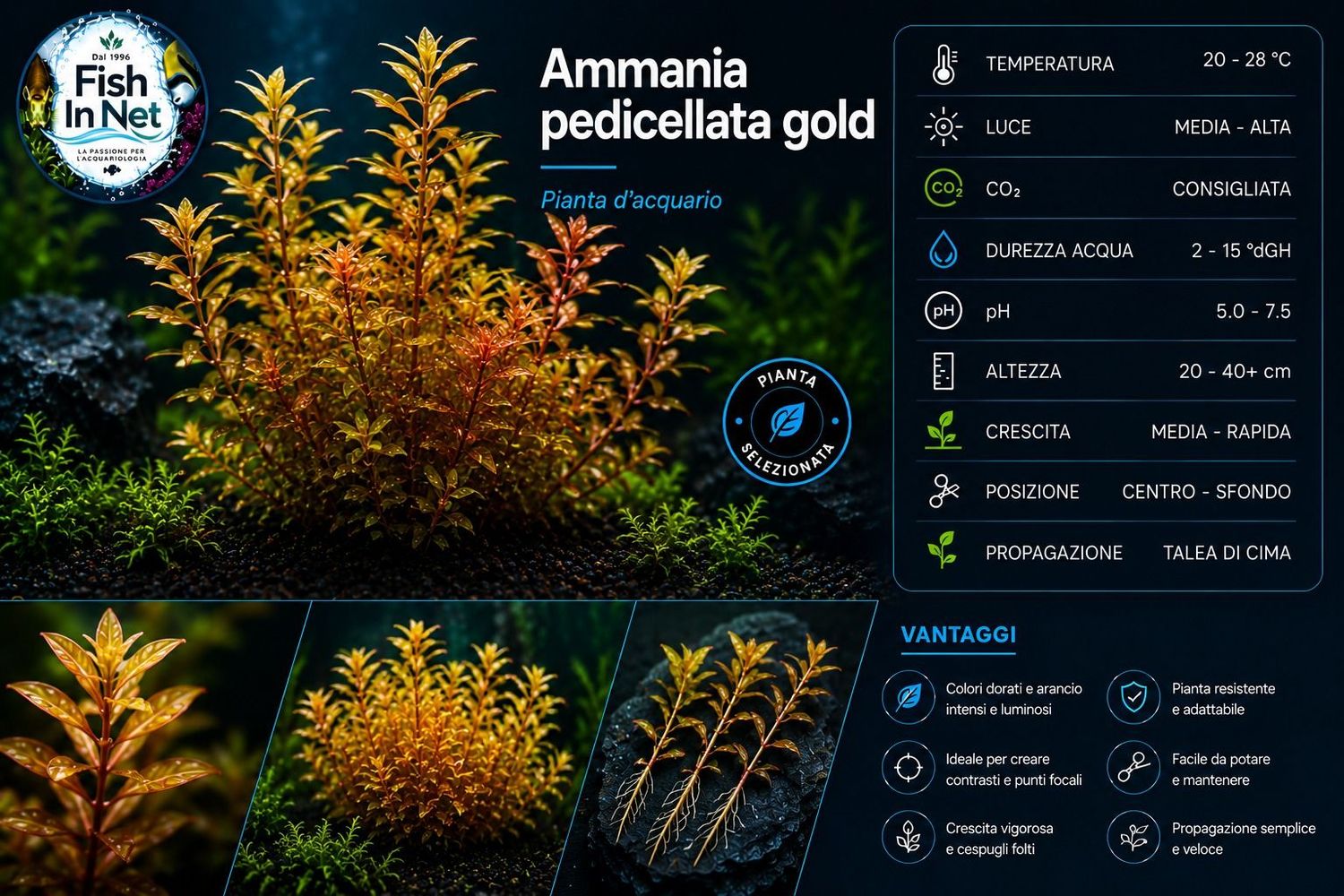 Ammania pedicellata gold
