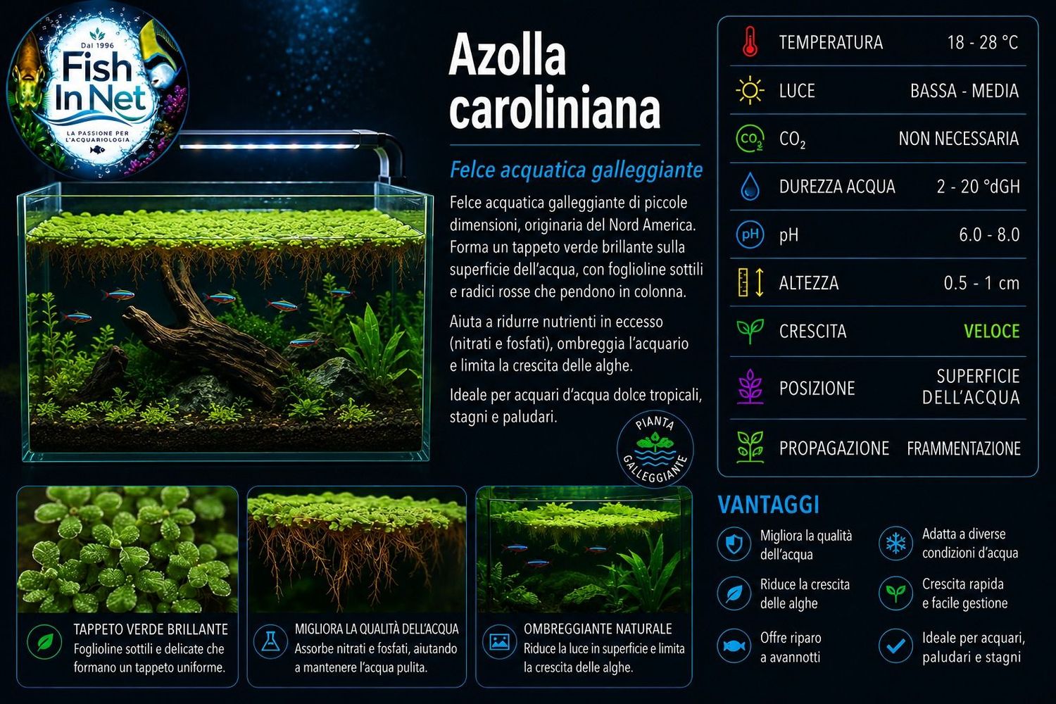 AZOLLA CAROLINIANA - porzione AZOLLA CAROLINIANA - porzione