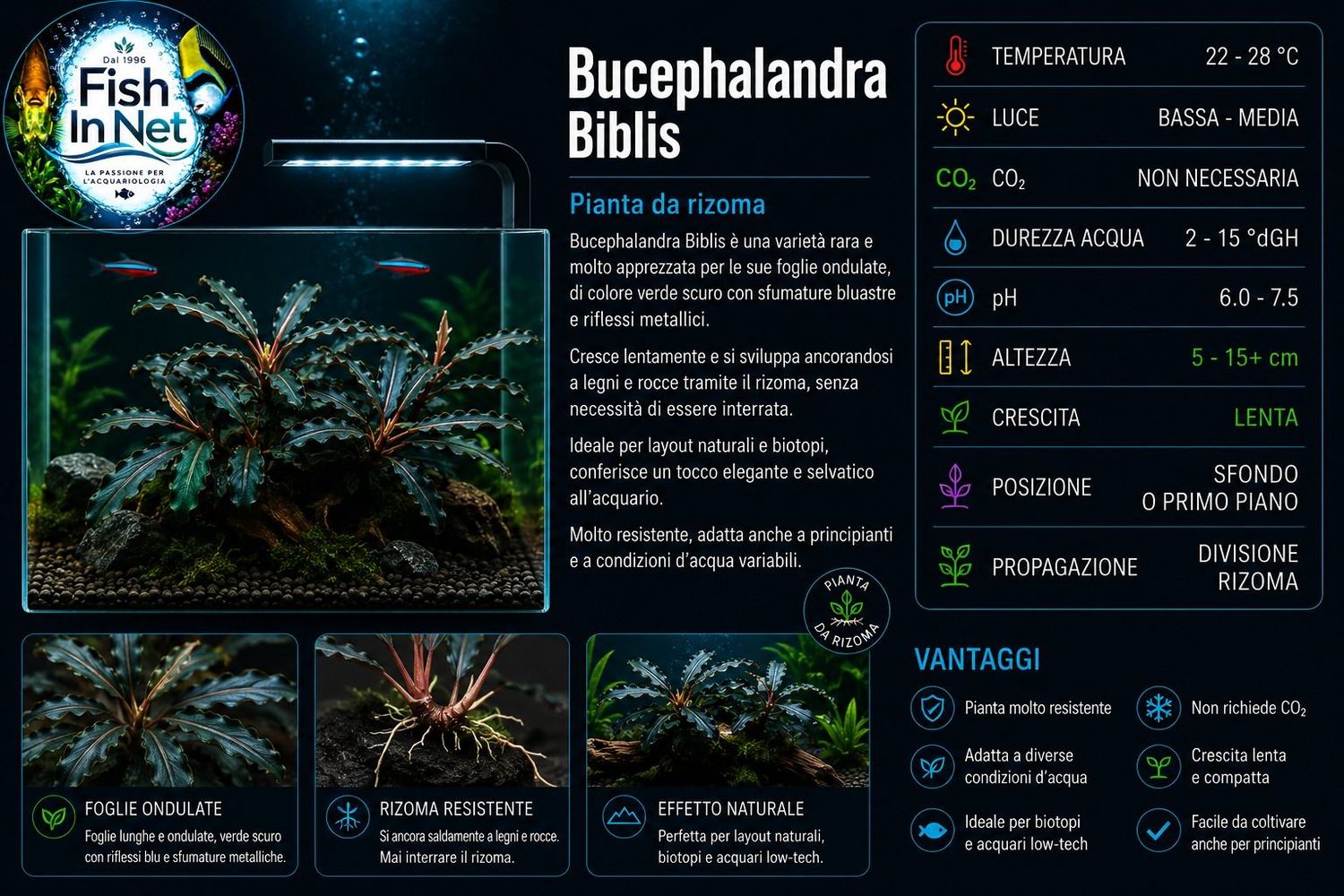 Bucephalandra Biblis Bucephalandra Biblis