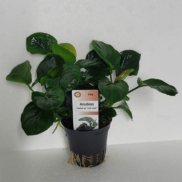 Anubias barteri sp. coin Leaf