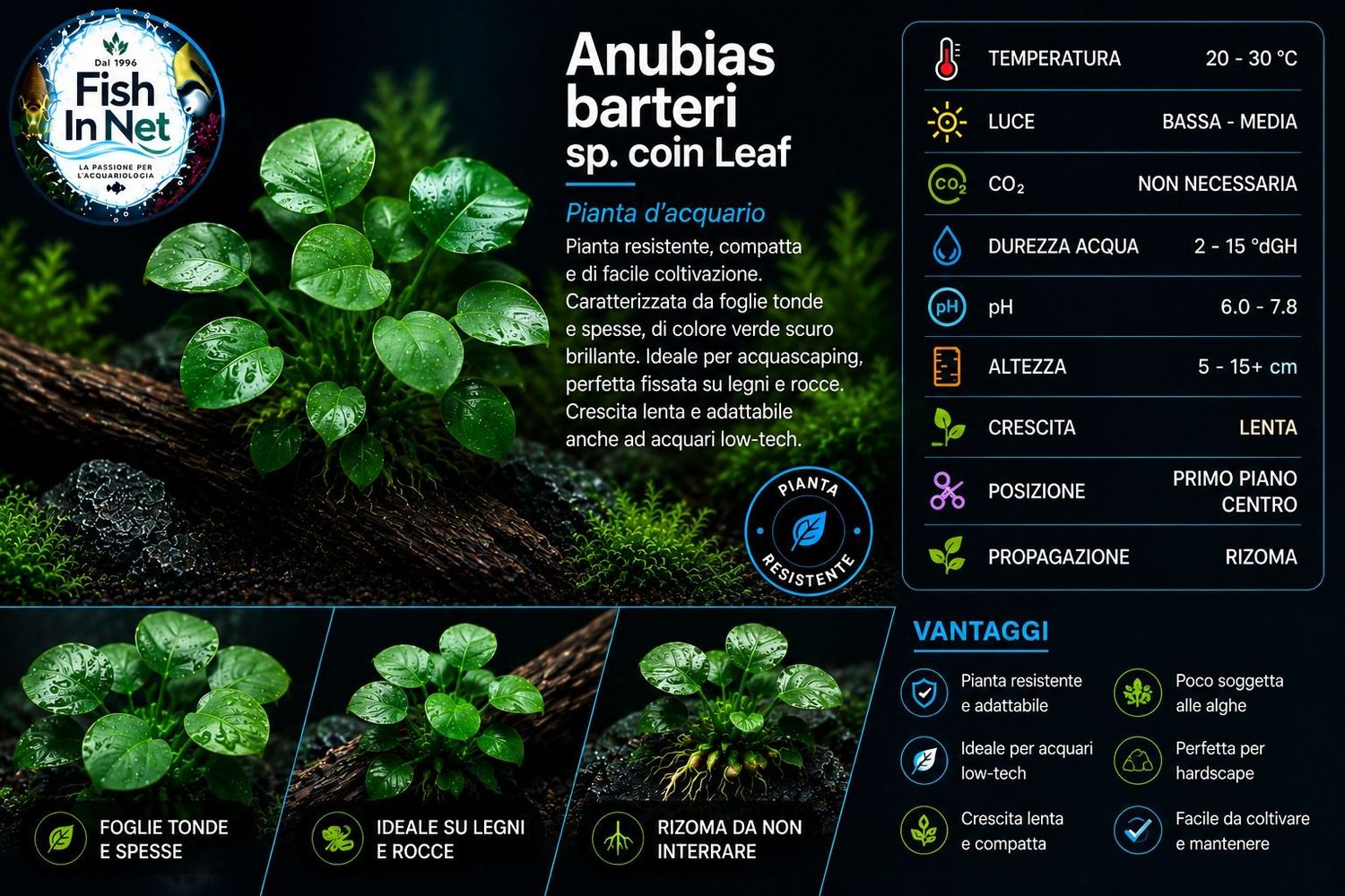 Anubias barteri sp. coin Leaf Anubias barteri sp. coin Leaf