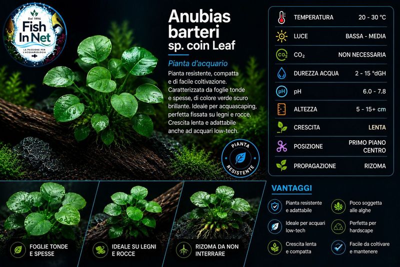 Anubias barteri sp. coin Leaf