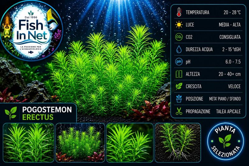 POGOSTEMON ERECTUS