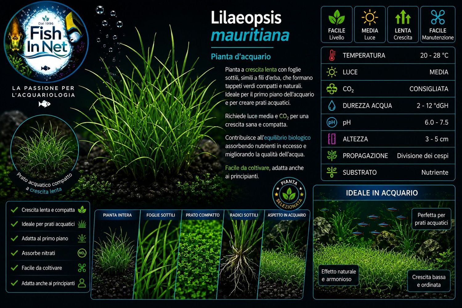 Lilaeopsis Mauritiana