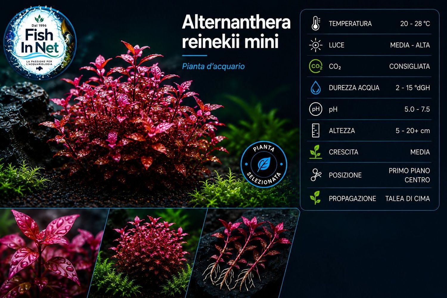 Alternanthera reinekii mini