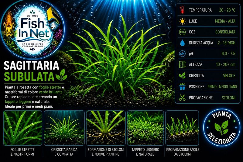Sagittaria Subulata