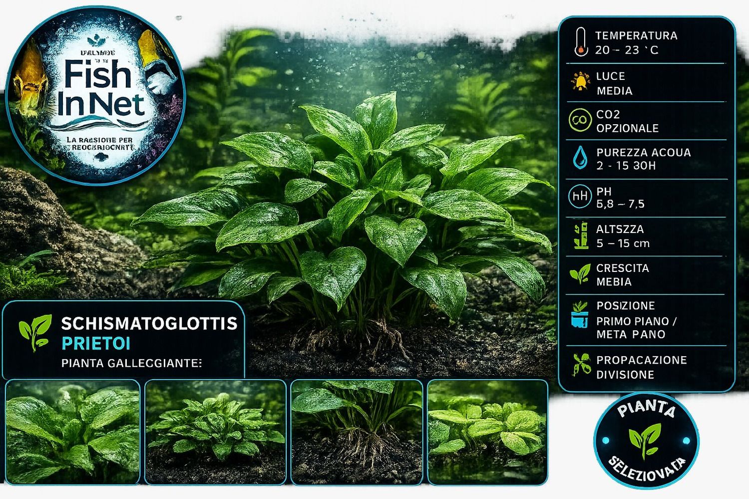 Schismatoglottis Prietoi Schismatoglottis Prietoi