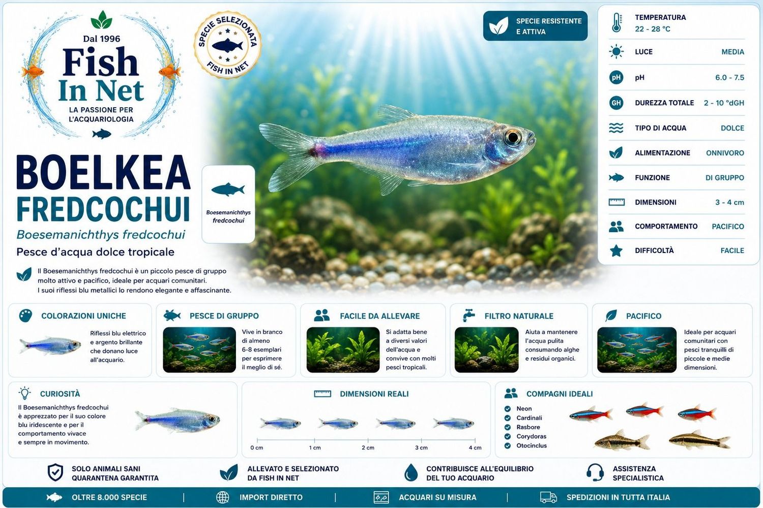 BOELKEA FREDCOCHUI BLU BOELKEA FREDCOCHUI BLU