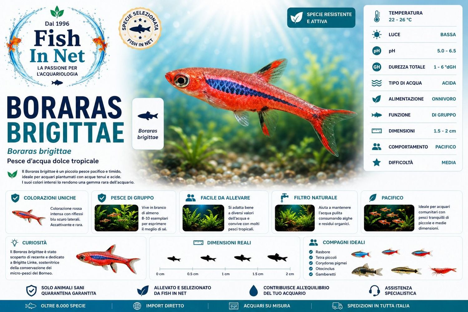 BORARAS BRIGITTAE MD BORARAS BRIGITTAE MD