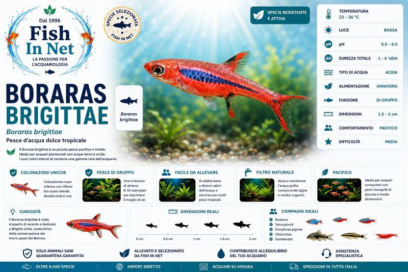 BORARAS BRIGITTAE MD