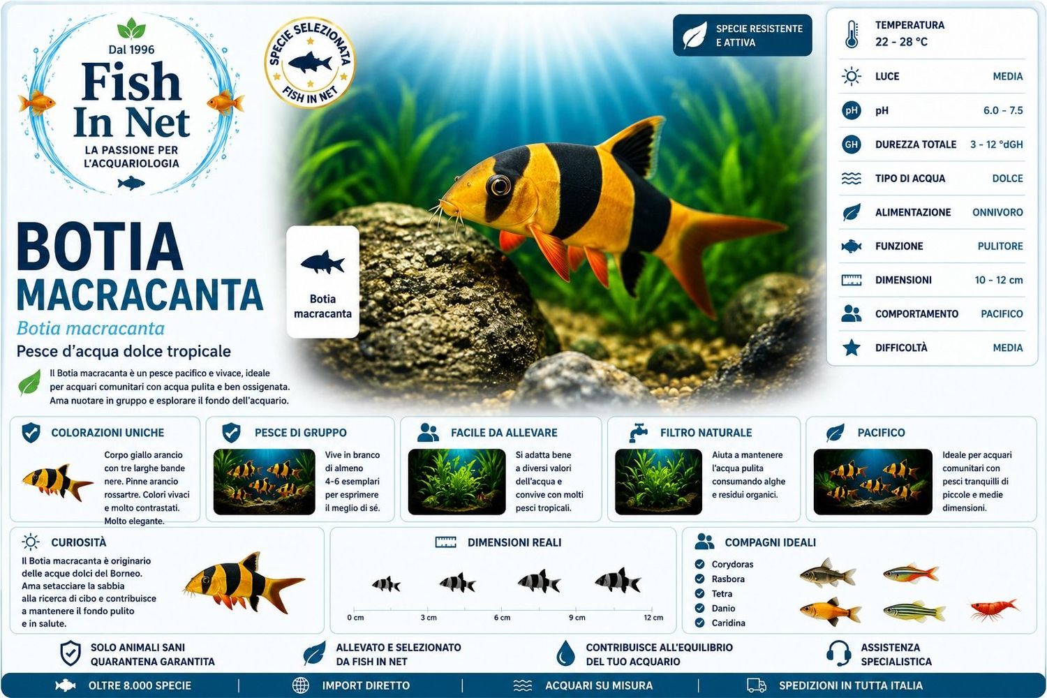 BOTIA MACRACANTA