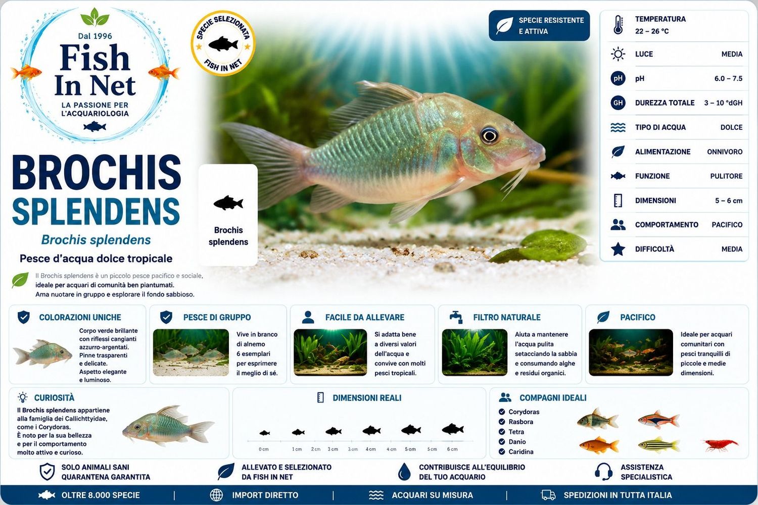 BROCHIS SPLENDENS ML BROCHIS SPLENDENS ML