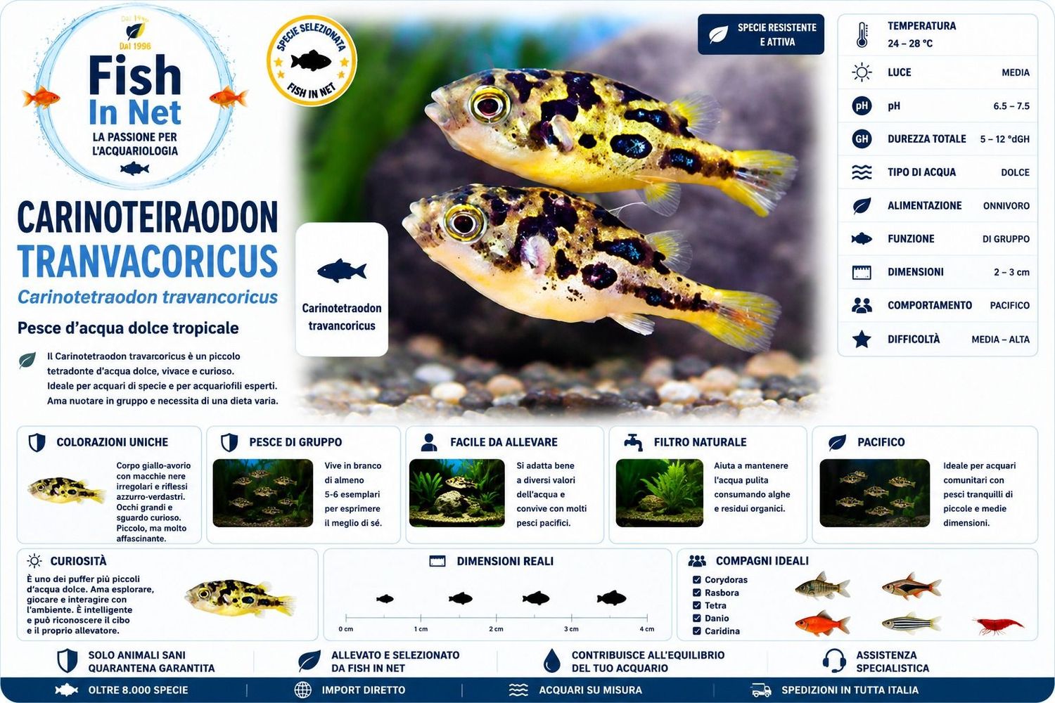 CARINOTETRAODON TRANVACORICUS pesce palla acqua dolce CARINOTETRAODON TRANVACORICUS pesce palla acqua dolce