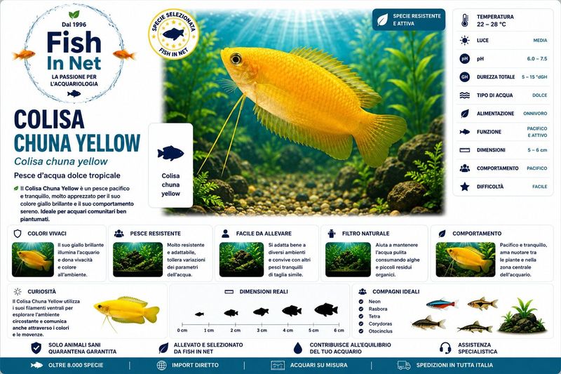 COLISA CHUNA YELLOW