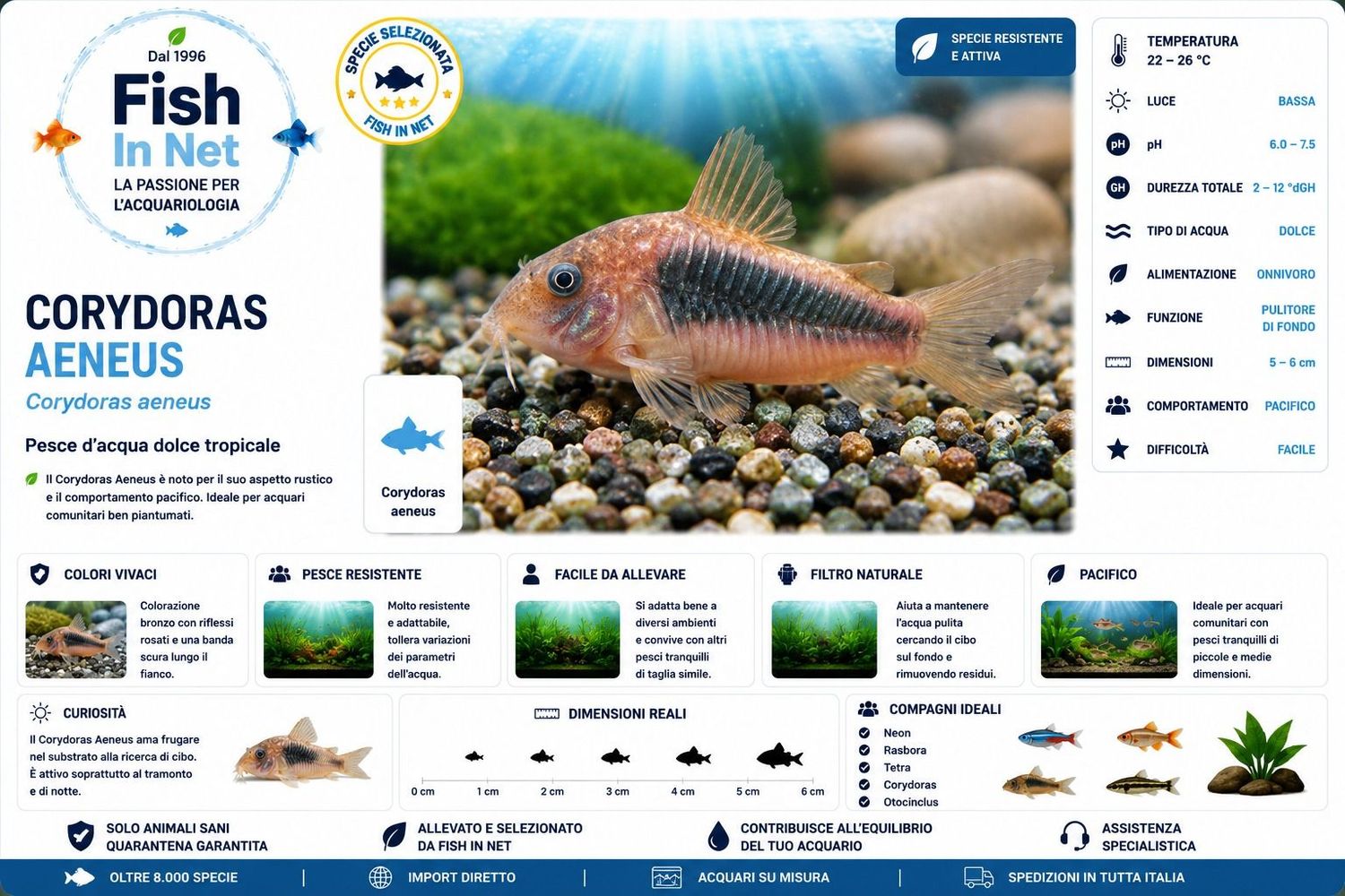 CORYDORAS AENEUS