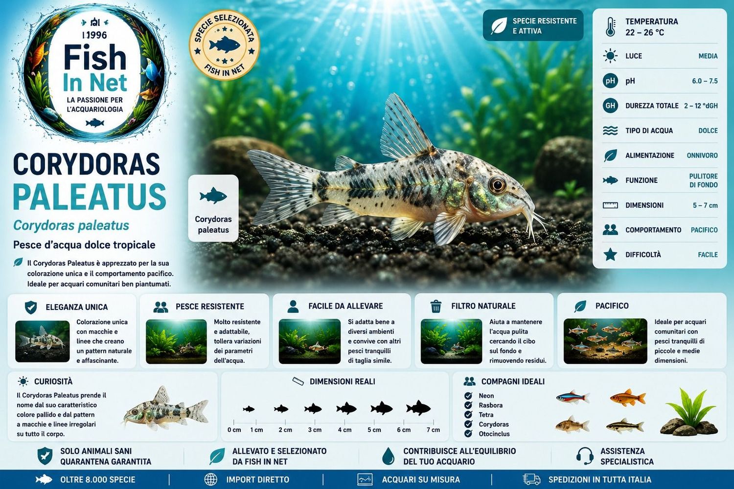 CORYDORAS PALEATUS CORYDORAS PALEATUS