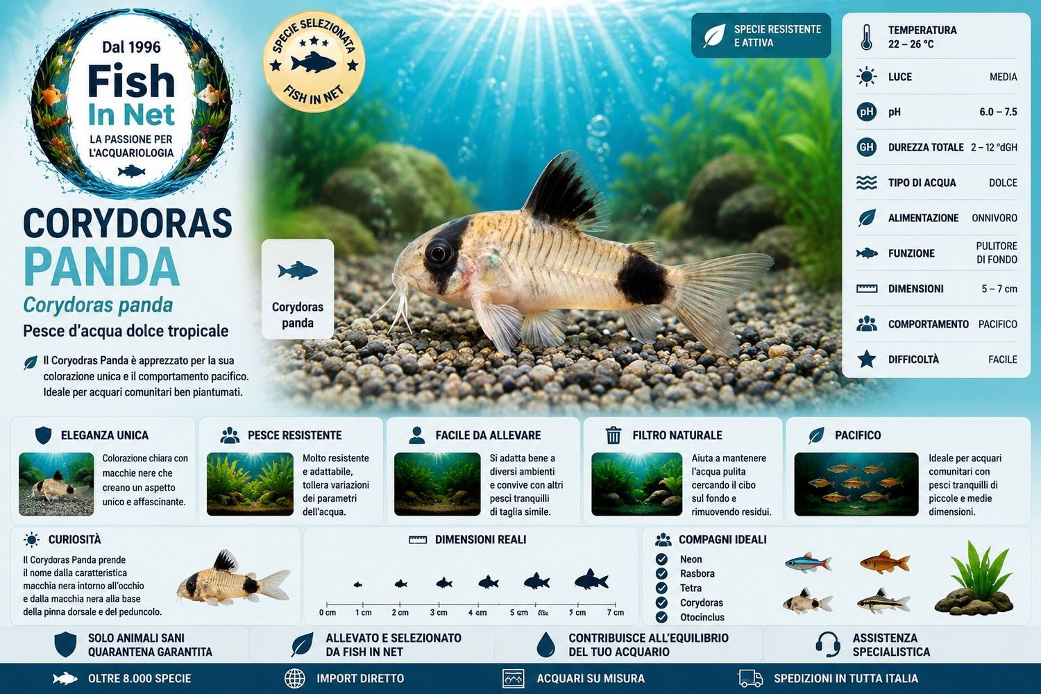 CORYDORAS PANDA SM CORYDORAS PANDA SM