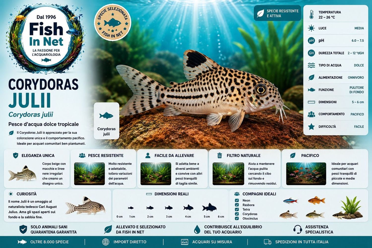 CORYDORAS JULII