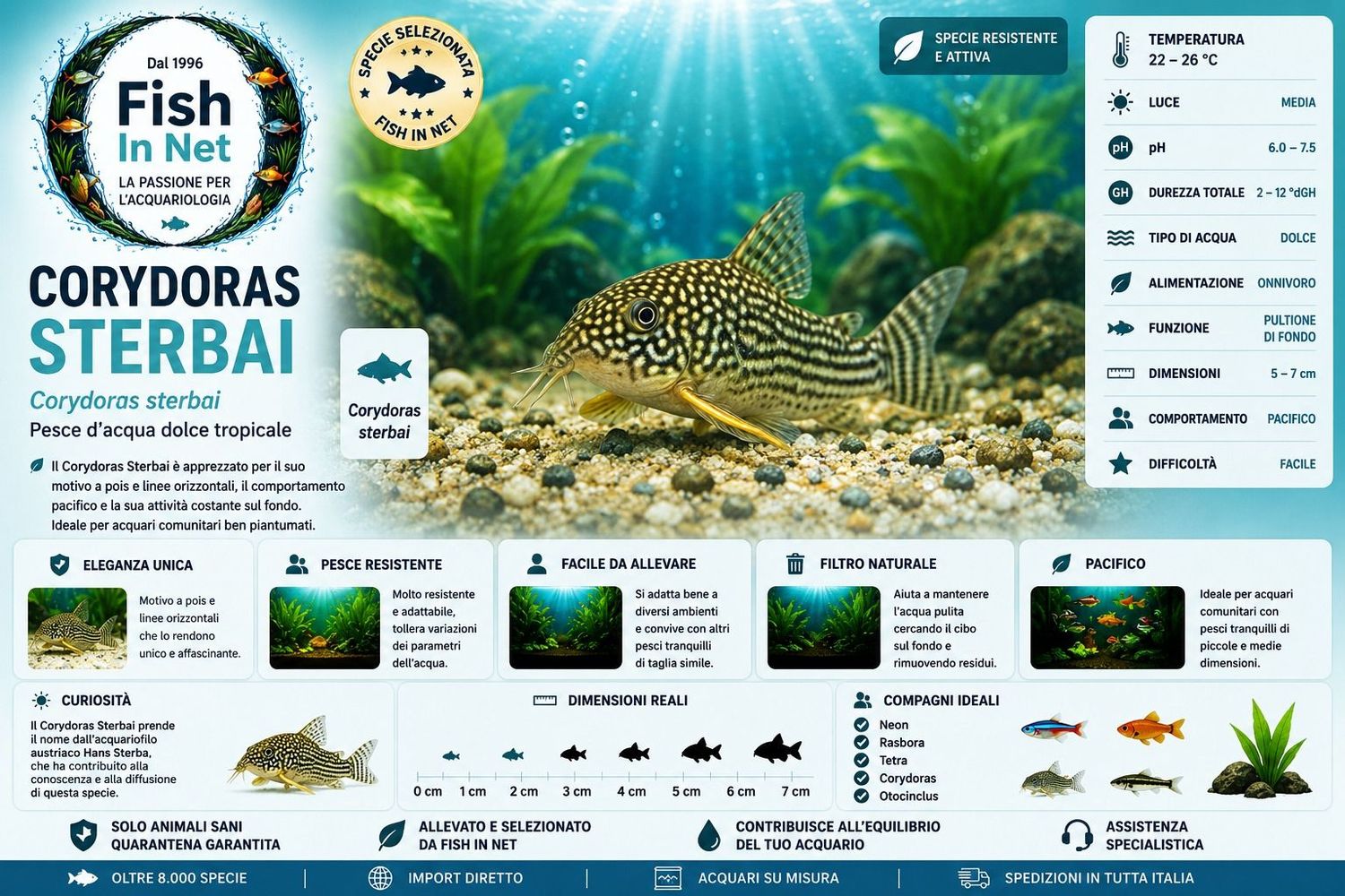 CORYDORAS STERBAI CORYDORAS STERBAI