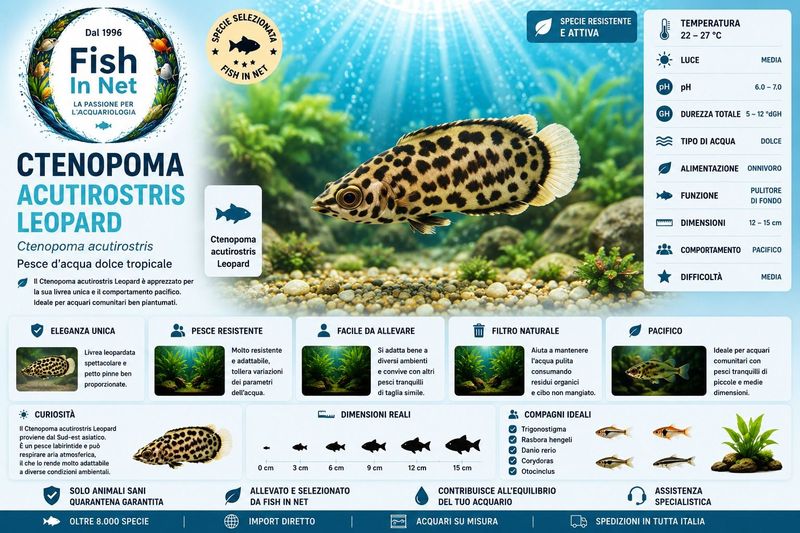 CTENOPOMA ACUTIROSTRIS LEOPARD