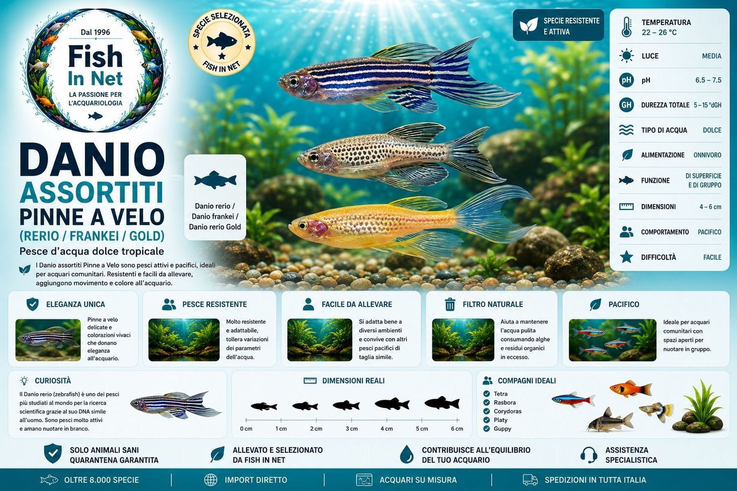 DANIO ASSORTITI PINNE A VELO (RERIO / FRANKEI / GOLD)