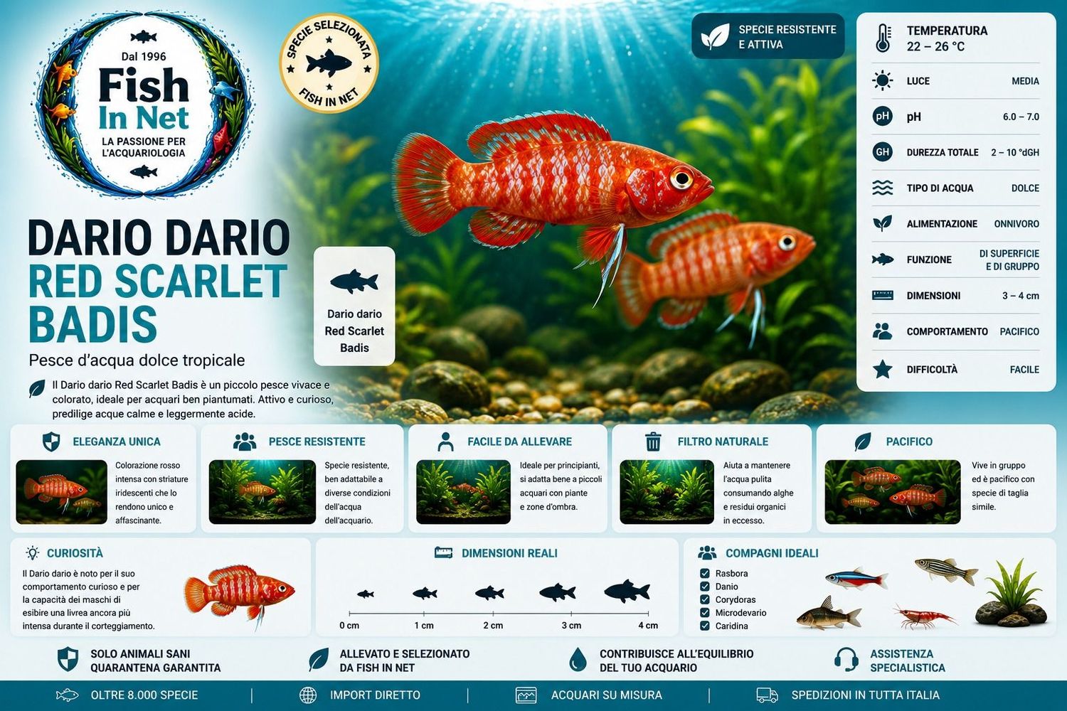 DARIO DARIO RED SCARLET BADIS DARIO DARIO RED SCARLET BADIS
