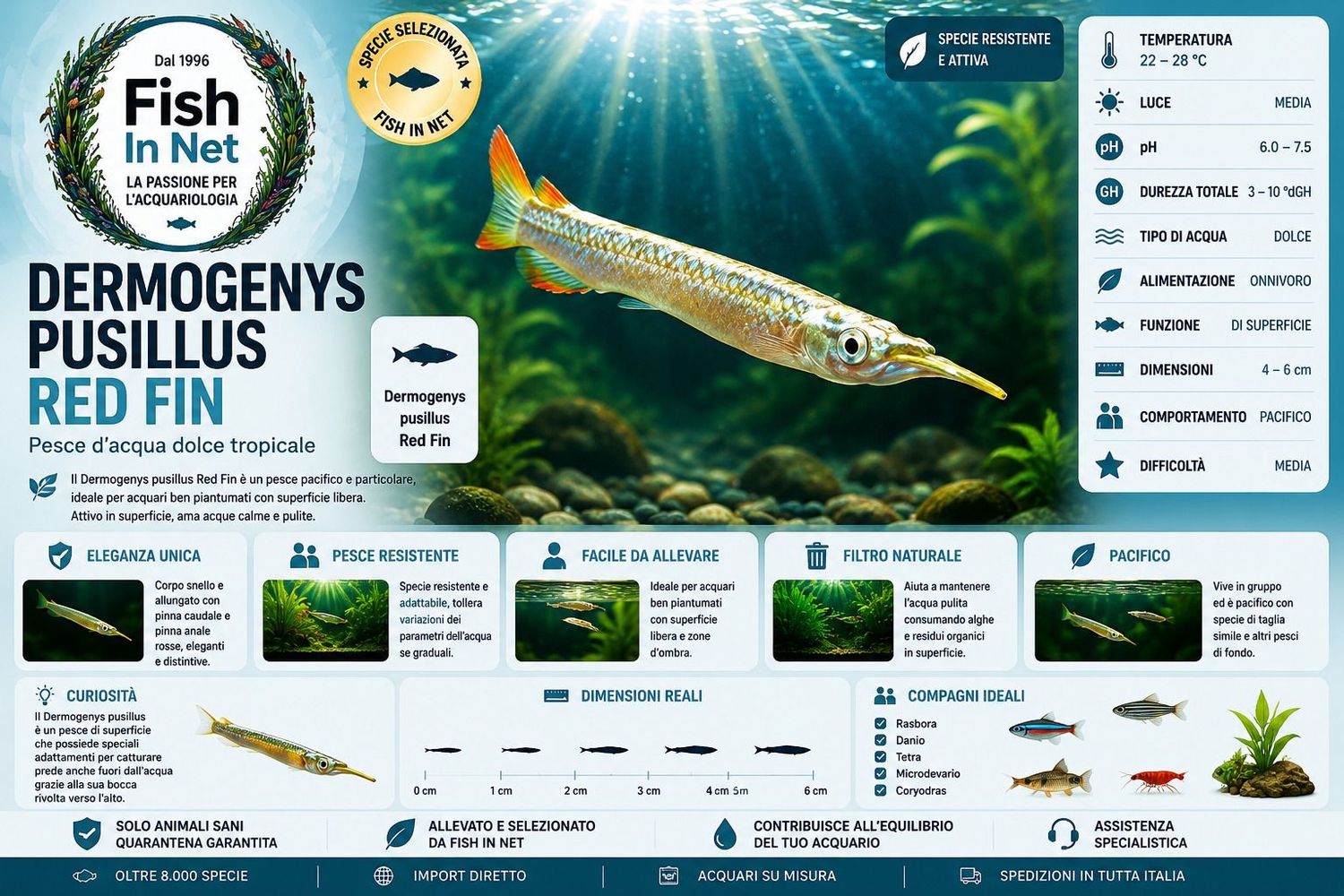 DERMOGENYS PUSILLUS RED FIN DERMOGENYS PUSILLUS RED FIN